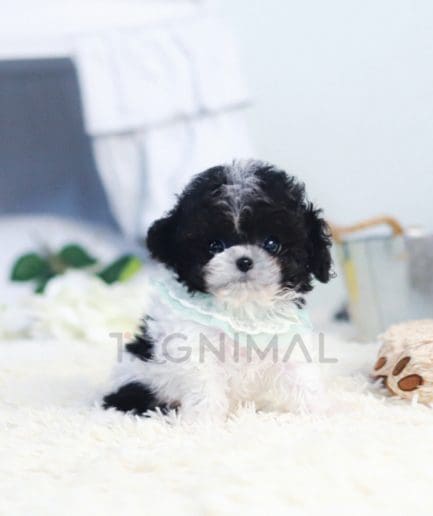 Poodle puppy for sale, dog for sale at Tagnimal 