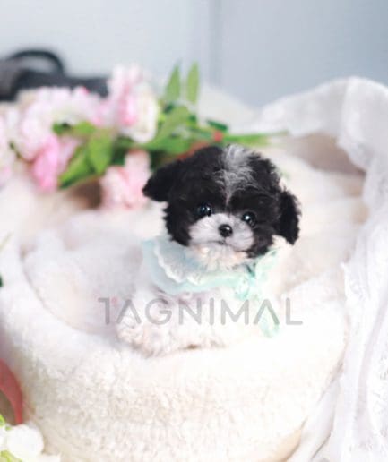 Poodle puppy for sale, dog for sale at Tagnimal 