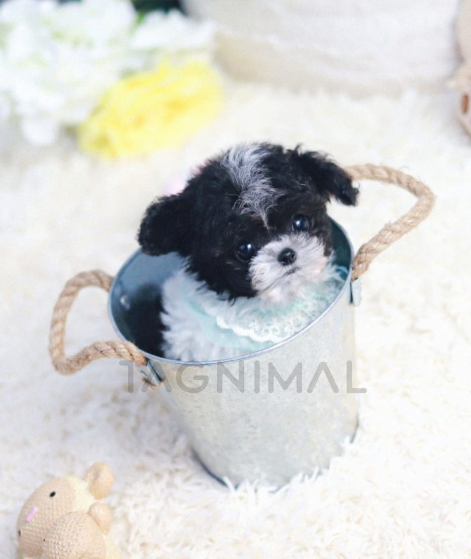 Poodle puppy for sale, dog for sale at Tagnimal 