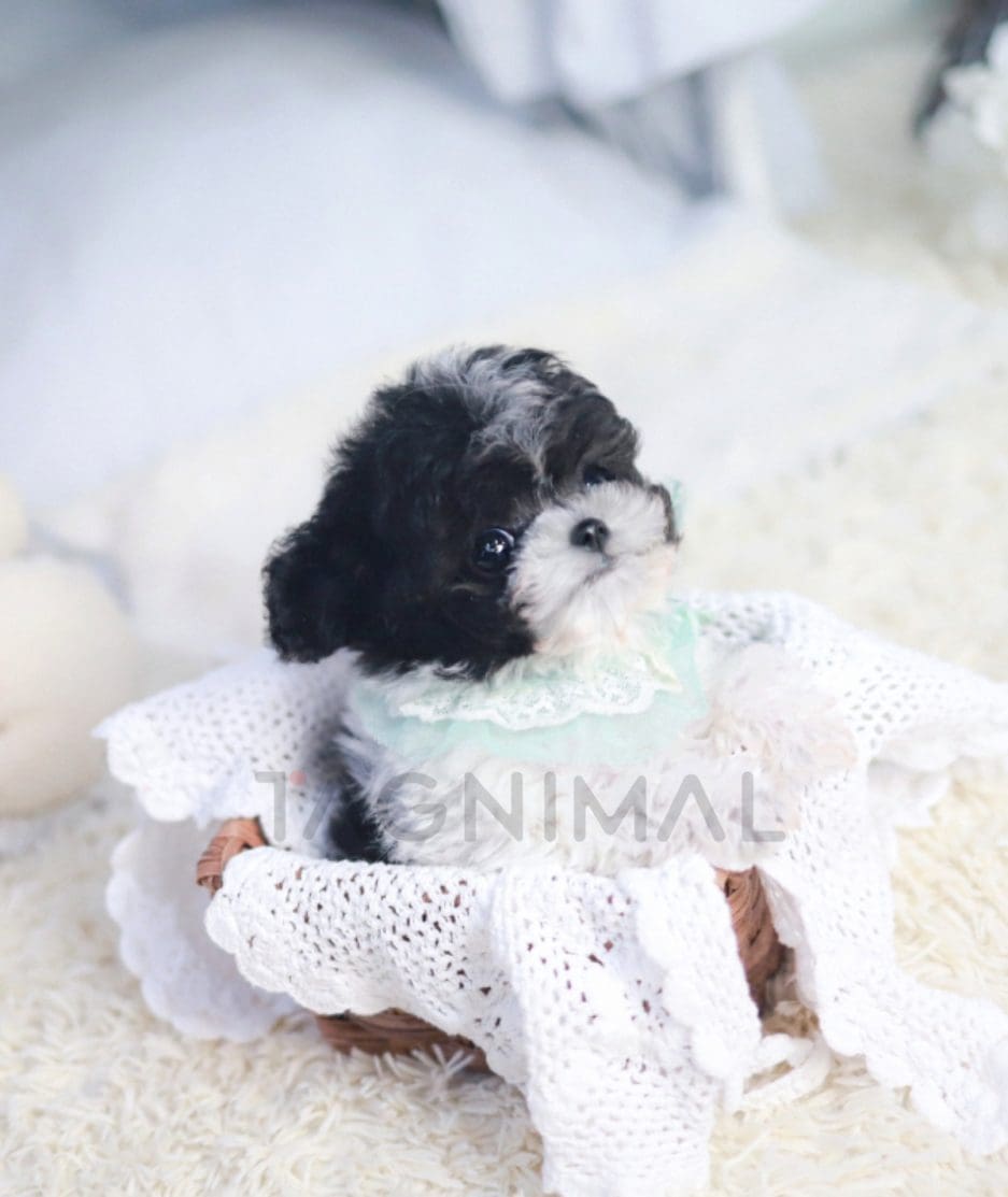 Poodle puppy for sale, dog for sale at Tagnimal 