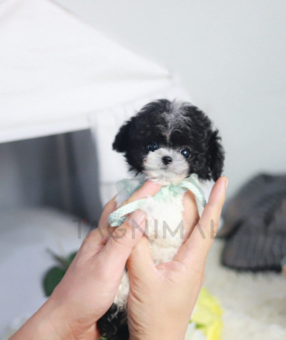 Poodle puppy for sale, dog for sale at Tagnimal 