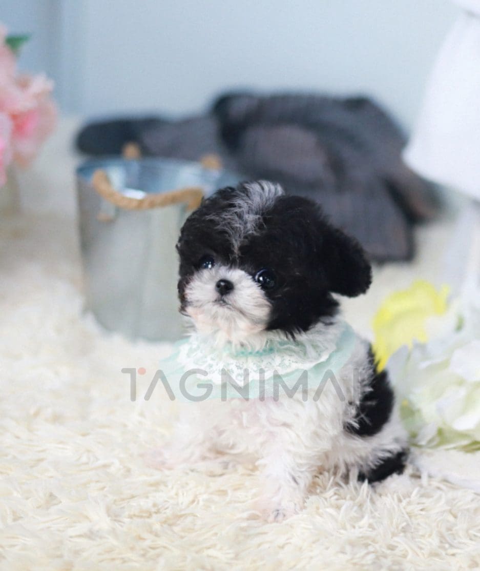 Poodle puppy for sale, dog for sale at Tagnimal 