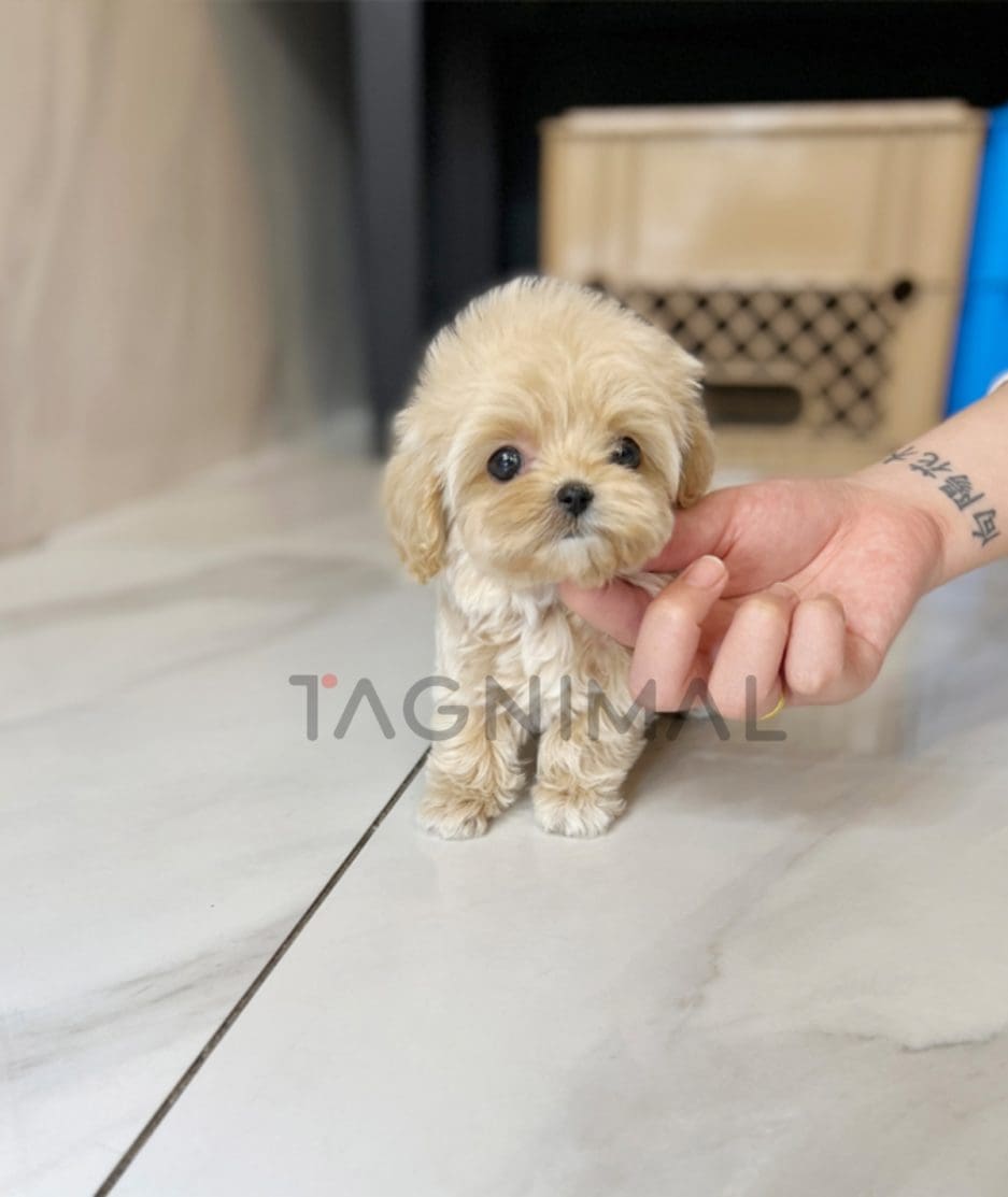 Maltipoo puppy for sale, dog for sale at Tagnimal