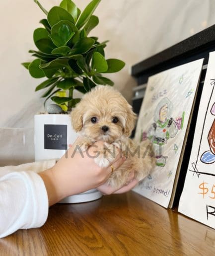 Maltipoo puppy for sale, dog for sale at Tagnimal