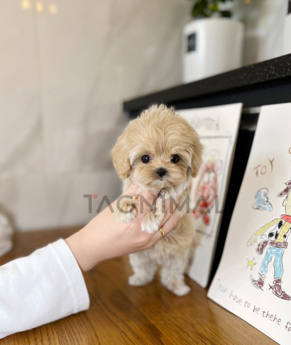 Maltipoo puppy for sale, dog for sale at Tagnimal