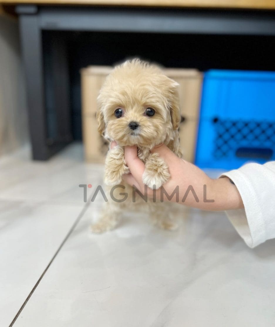 Maltipoo puppy for sale, dog for sale at Tagnimal