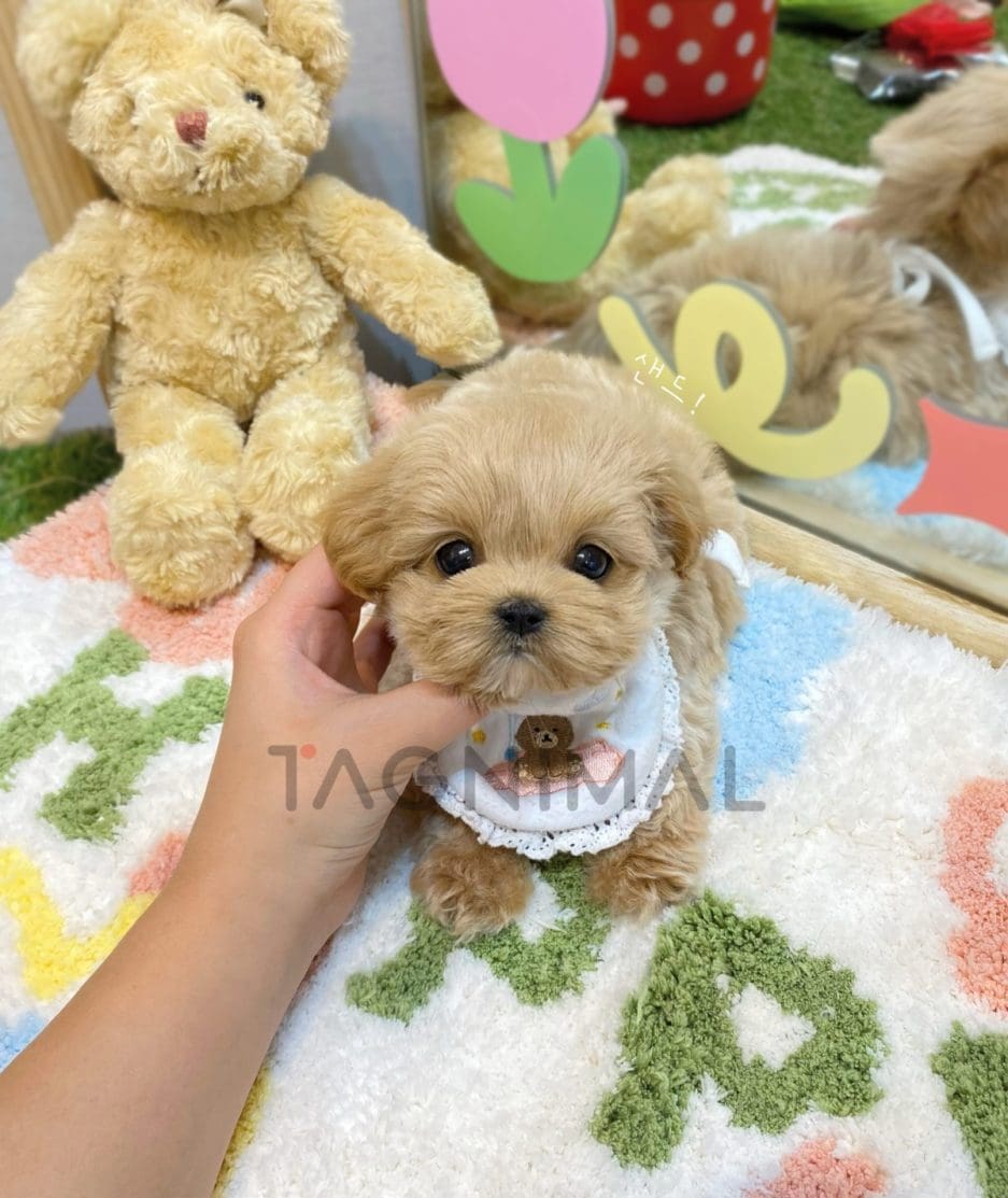 Maltipoo puppy for sale, dog for sale at Tagnimal 