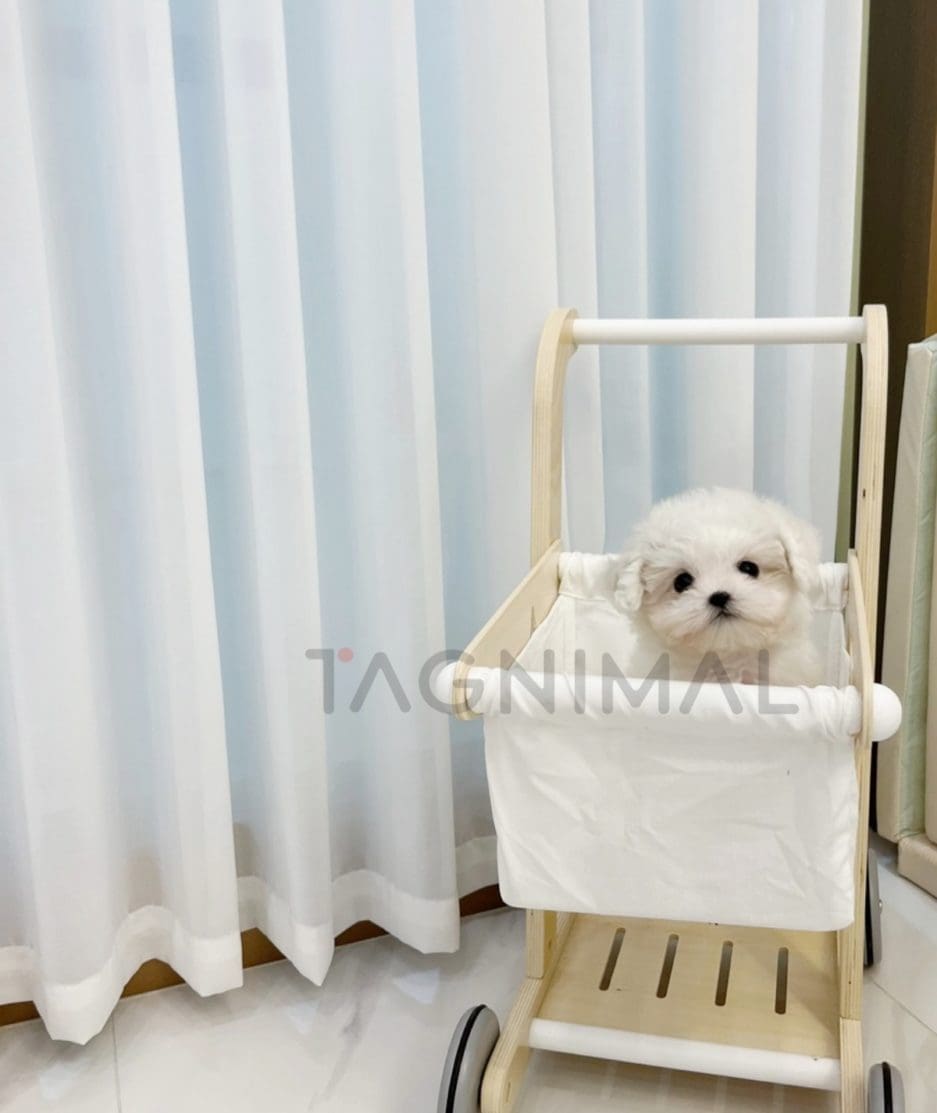 Bichon puppy for sale, dog for sale at Tagnimal