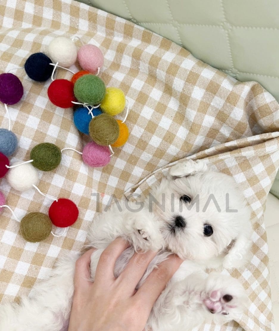 Bichon puppy for sale, dog for sale at Tagnimal