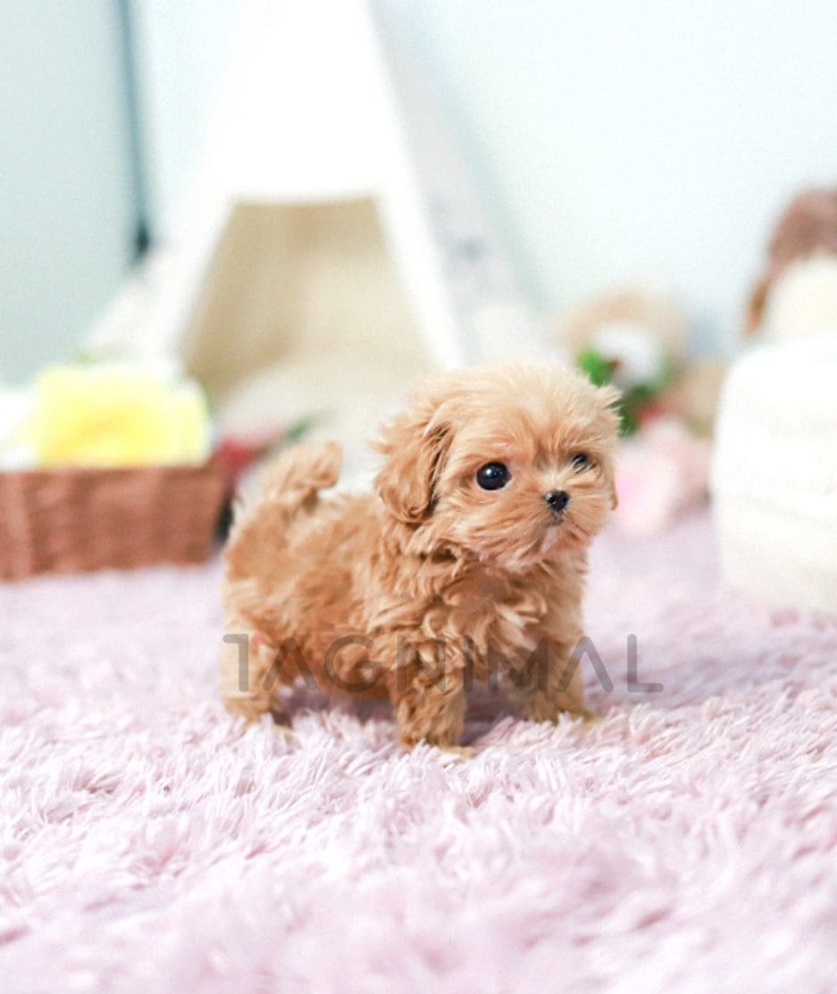 Maltipoo puppy for sale, dog for sale at Tagnimal 