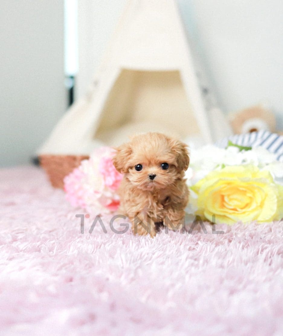 Maltipoo puppy for sale, dog for sale at Tagnimal 