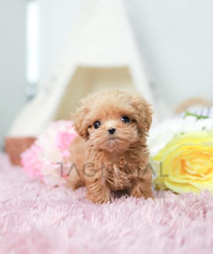 Maltipoo puppy for sale, dog for sale at Tagnimal 