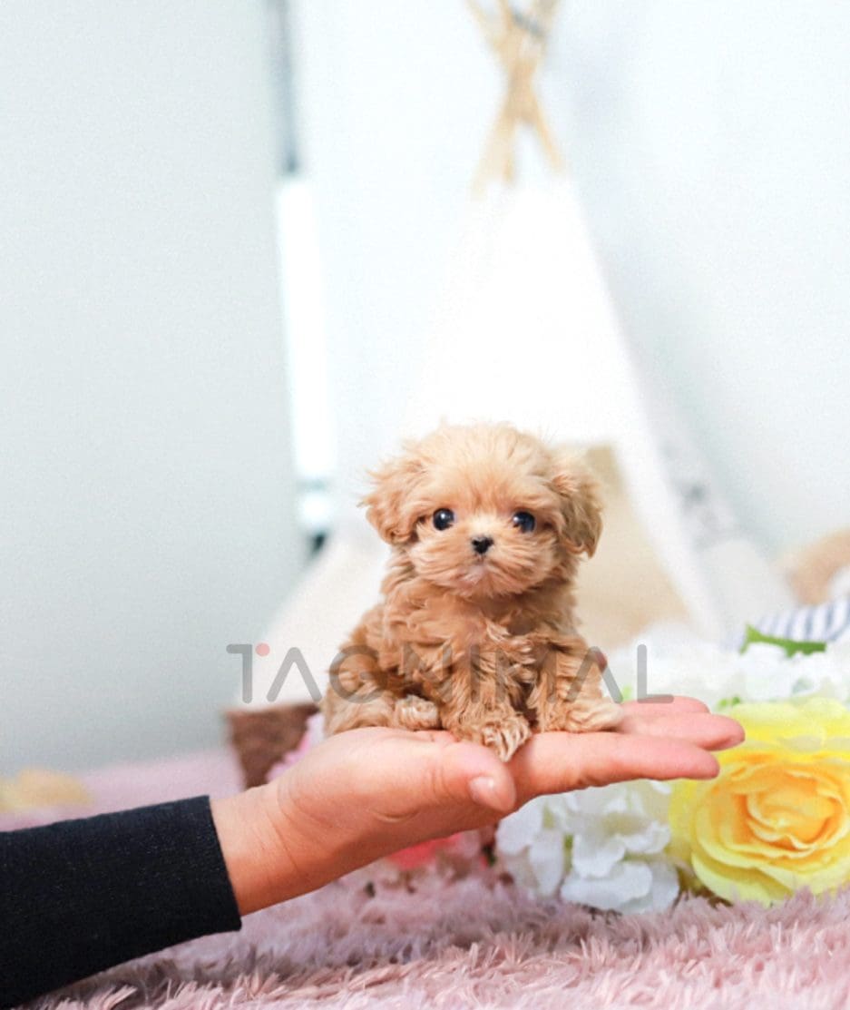 Maltipoo puppy for sale, dog for sale at Tagnimal 