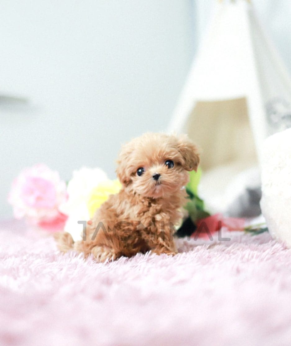 Maltipoo puppy for sale, dog for sale at Tagnimal 