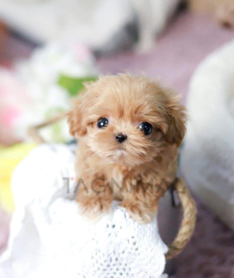 Maltipoo puppy for sale, dog for sale at Tagnimal 