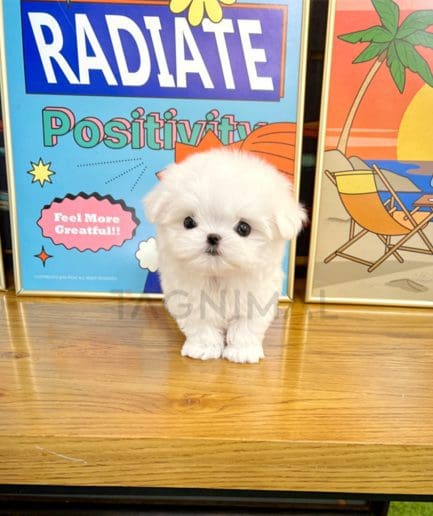 Maltese puppy for sale, dog for sale at Tagnimal 