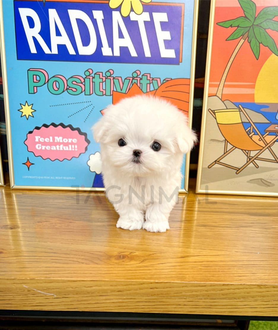 Maltese puppy for sale, dog for sale at Tagnimal 