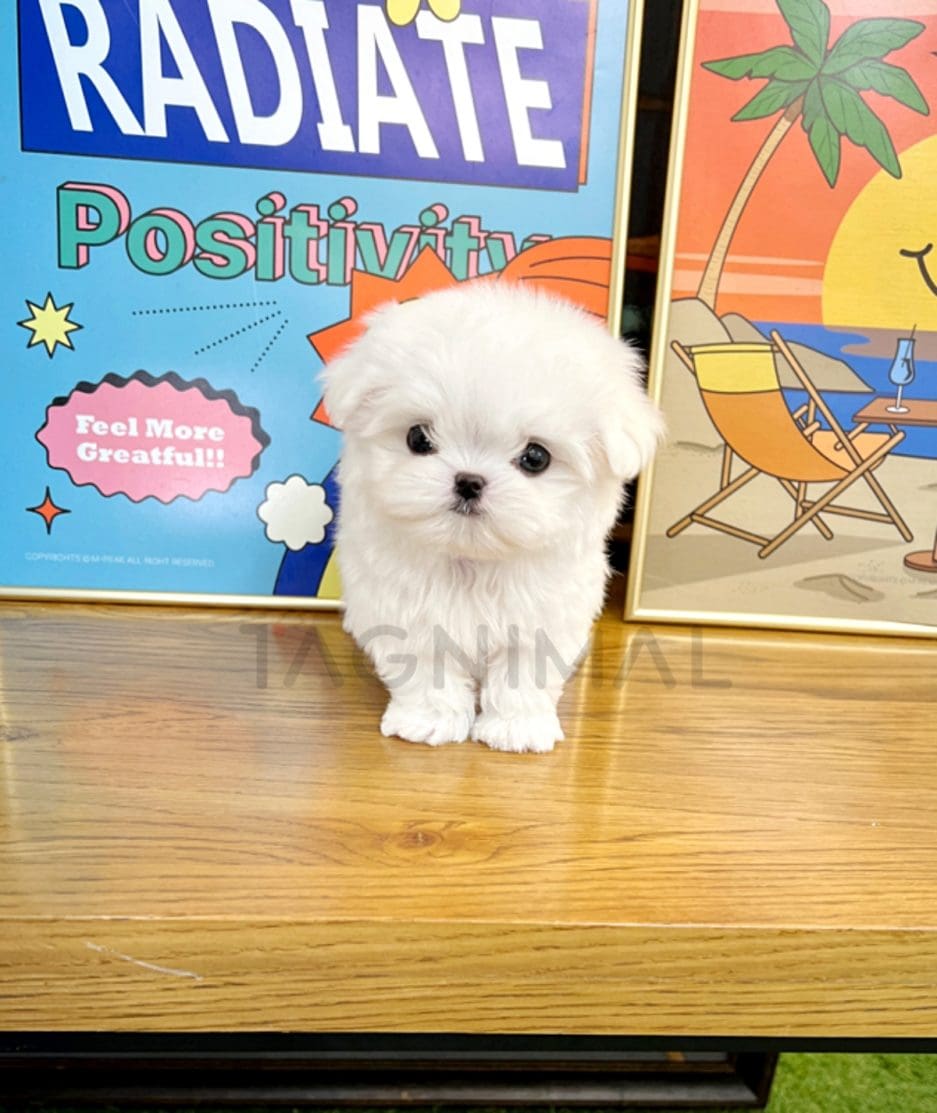 Maltese puppy for sale, dog for sale at Tagnimal 