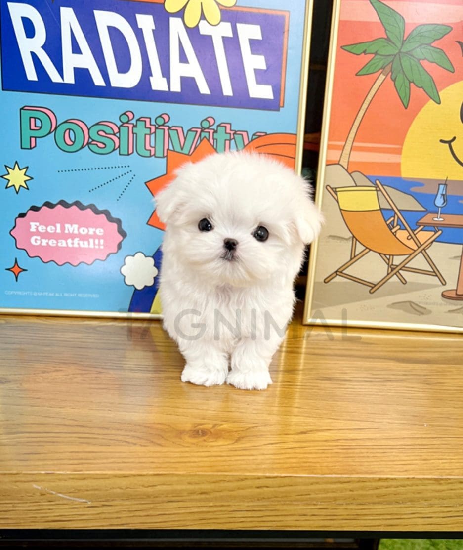 Maltese puppy for sale, dog for sale at Tagnimal 