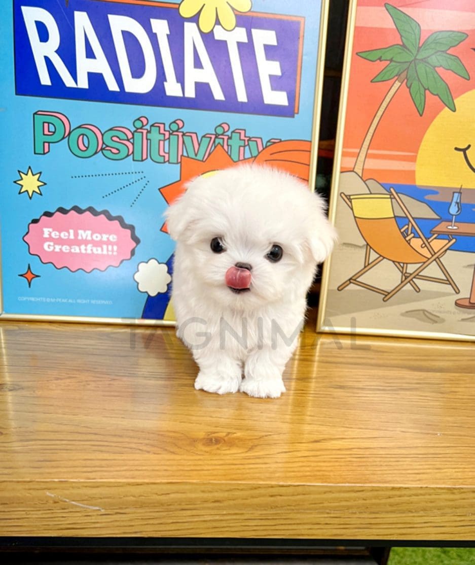 Maltese puppy for sale, dog for sale at Tagnimal 