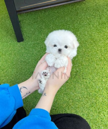 Maltese puppy for sale, dog for sale at Tagnimal 