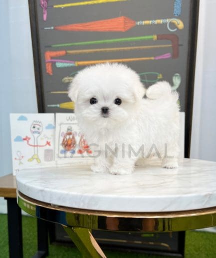 Maltese puppy for sale, dog for sale at Tagnimal 