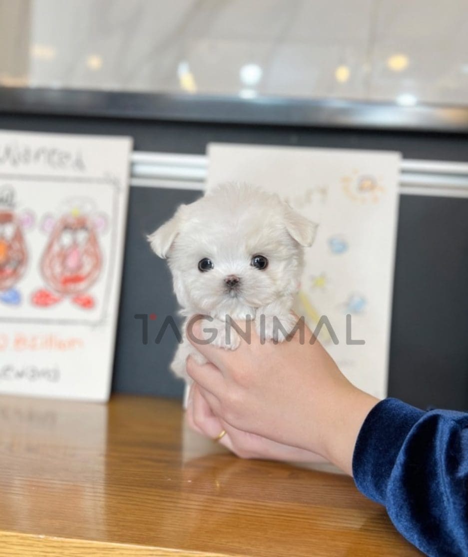 Maltese puppy for sale, dog for sale at Tagnimal