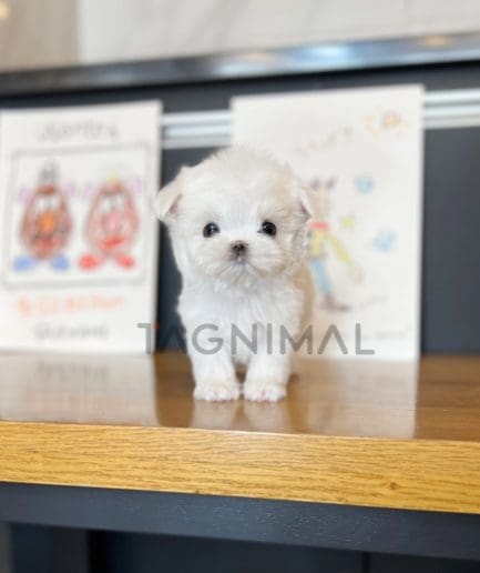 Maltese puppy for sale, dog for sale at Tagnimal