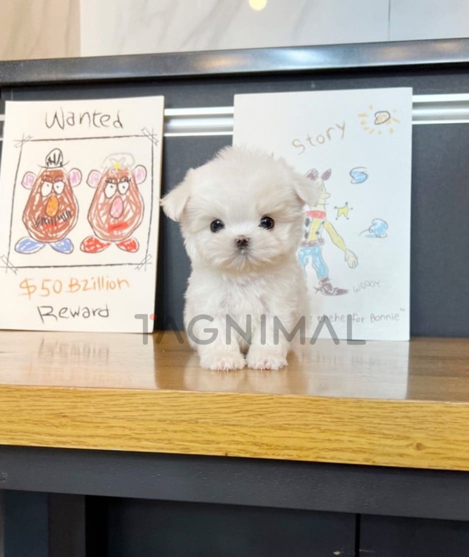 Maltese puppy for sale, dog for sale at Tagnimal