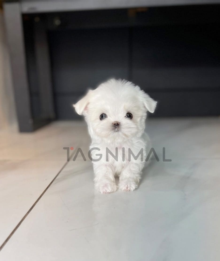 Maltese puppy for sale, dog for sale at Tagnimal