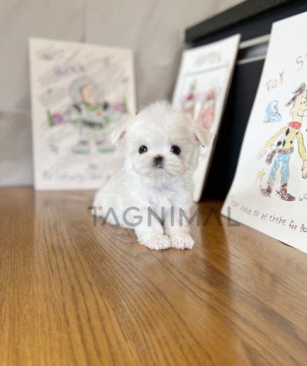 Maltese puppy for sale, dog for sale at Tagnimal