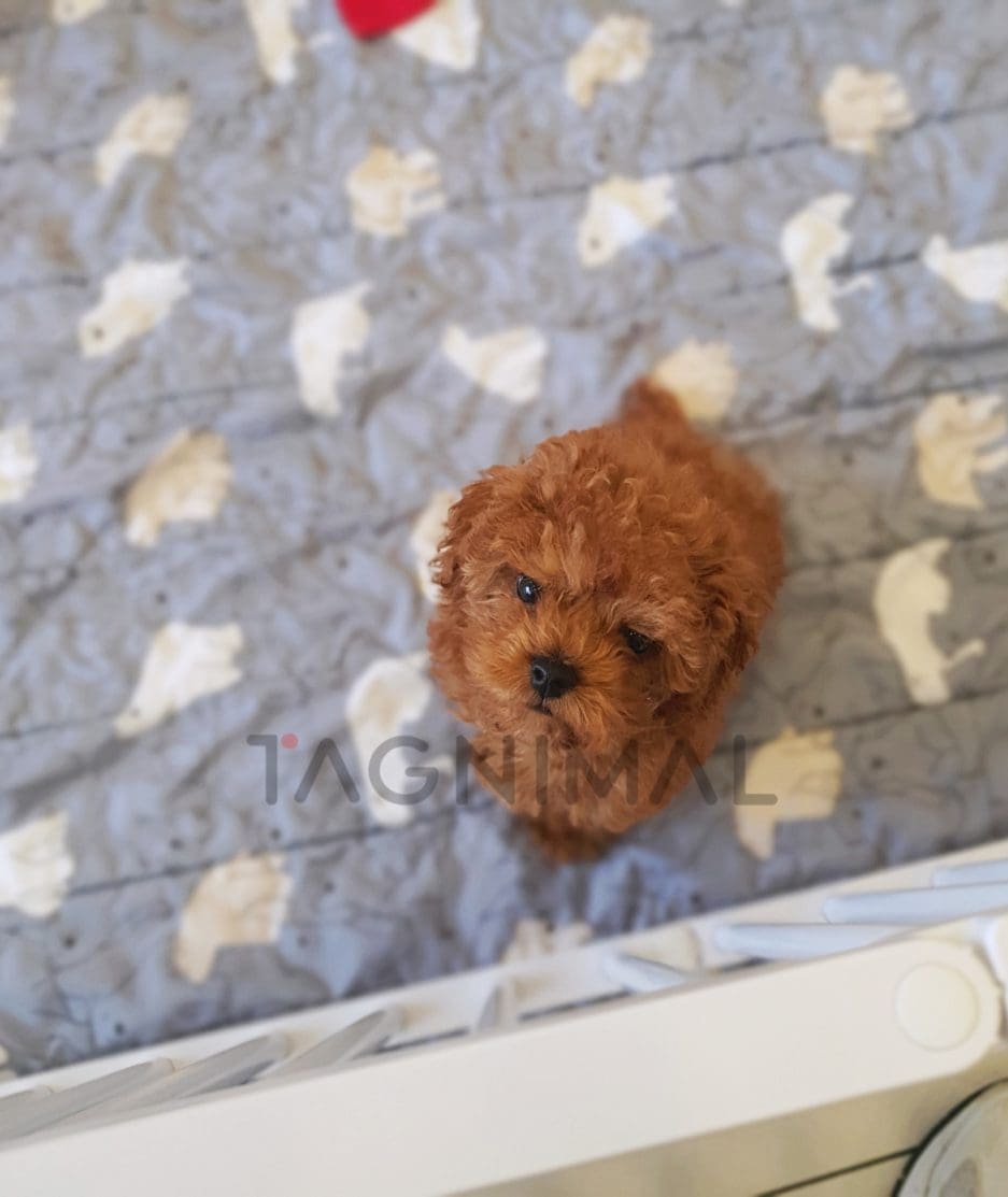 Poodle puppy for sale, dog for sale at Tagnimal