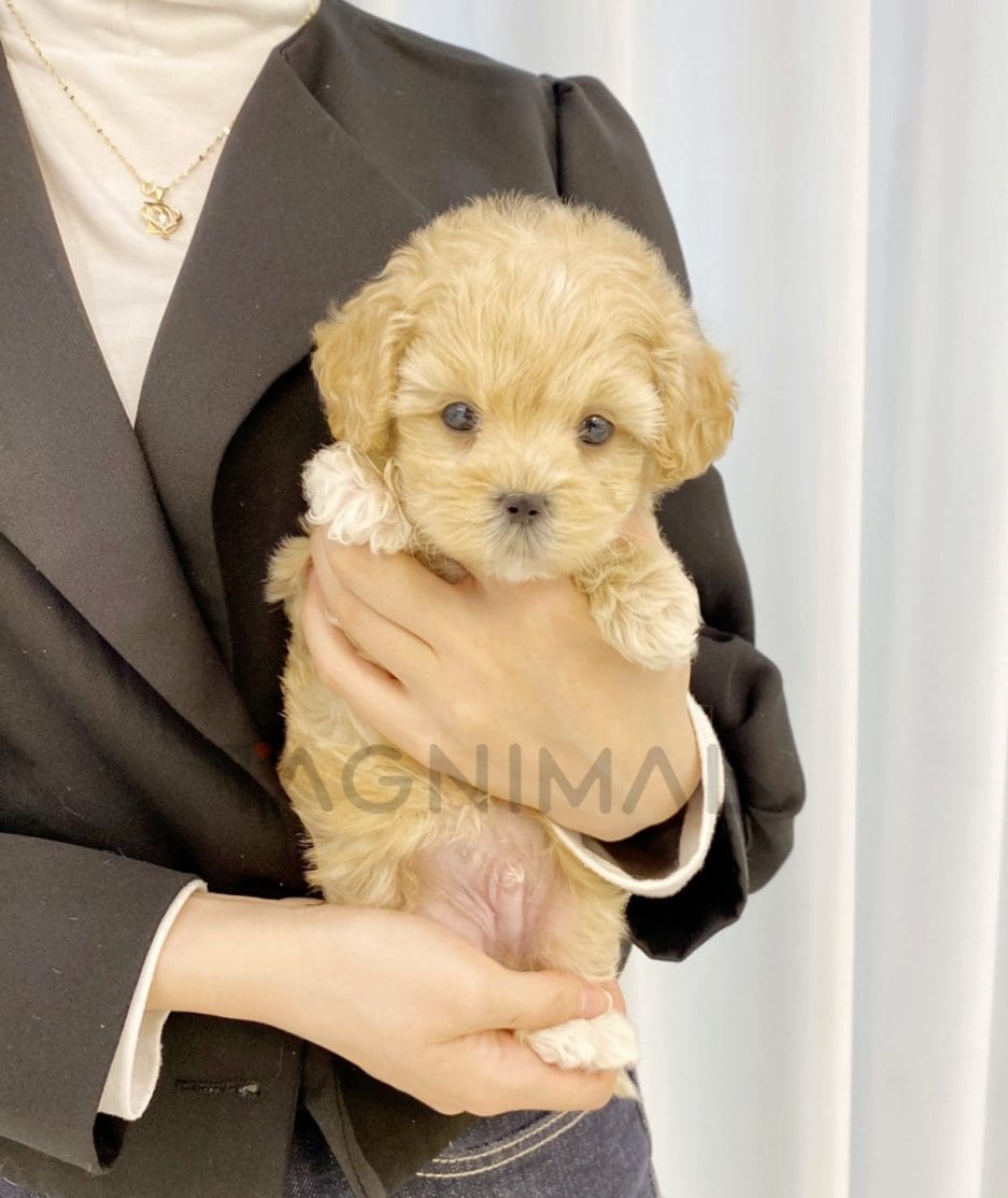 Maltipoo puppy for sale, dog for sale at Tagnimal 