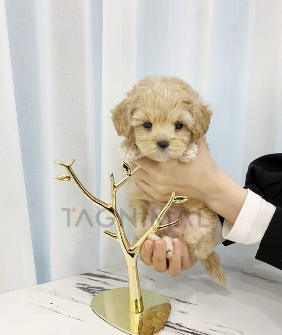 Maltipoo puppy for sale, dog for sale at Tagnimal 