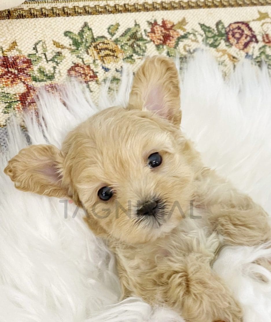 Maltipoo puppy for sale, dog for sale at Tagnimal 