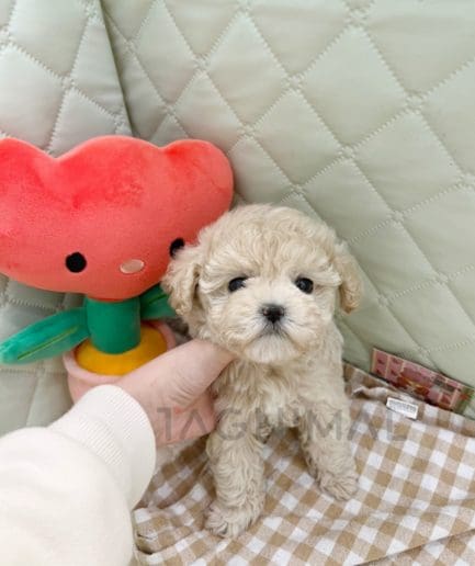 Maltipoo puppy for sale, dog for sale at Tagnimal