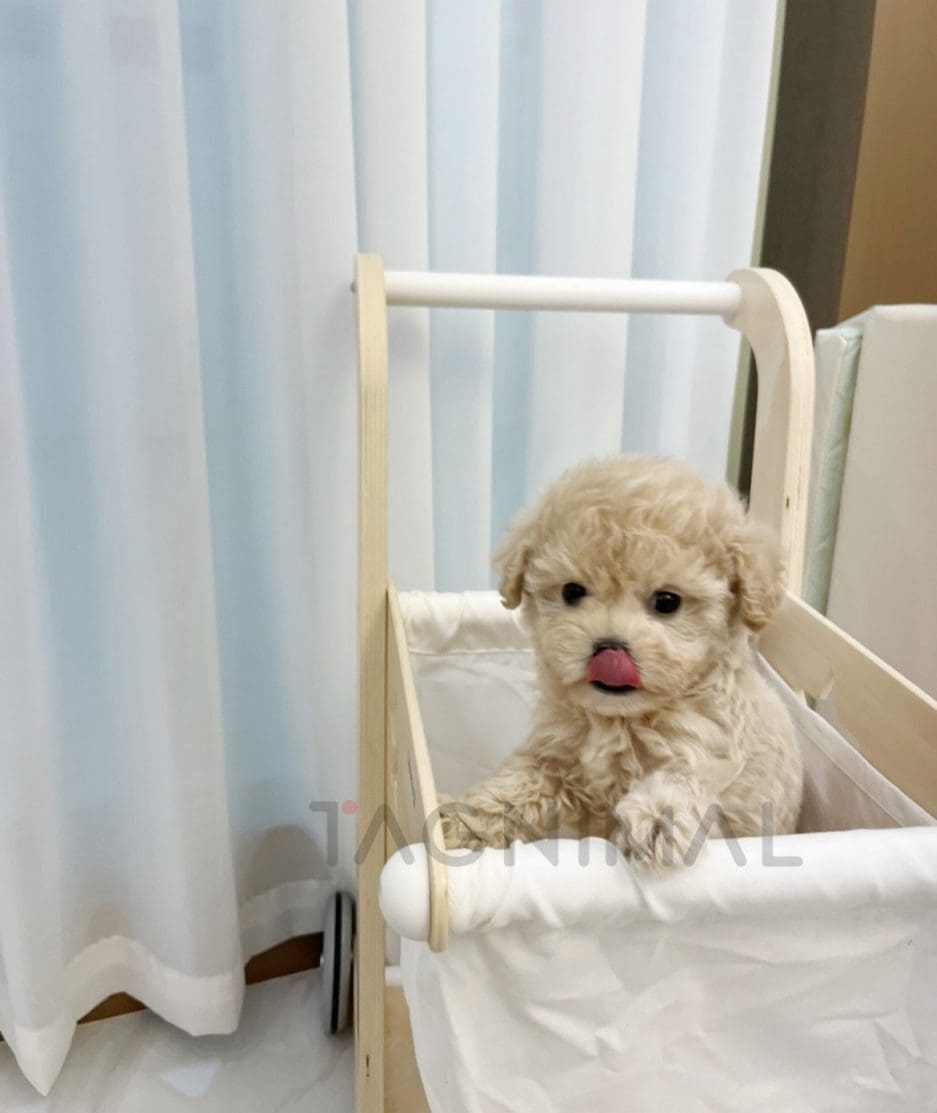 Maltipoo puppy for sale, dog for sale at Tagnimal