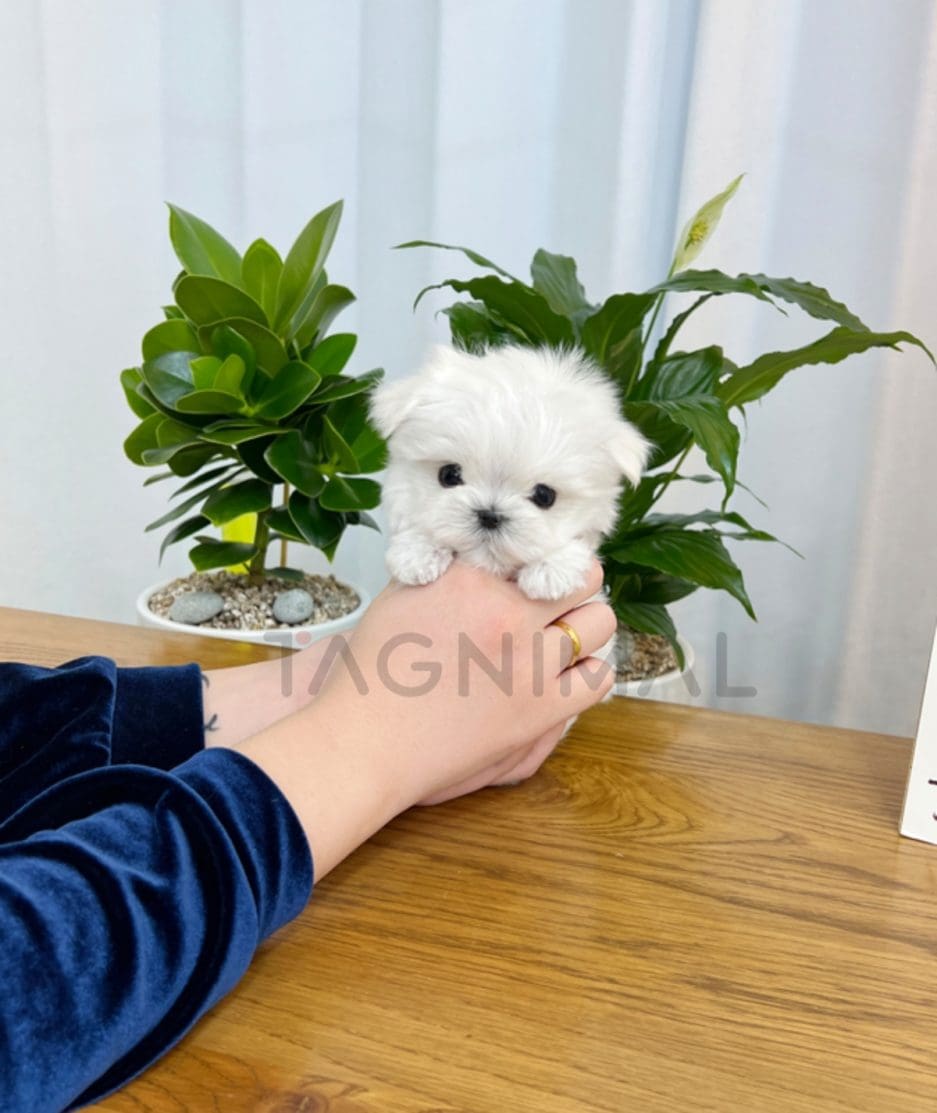 Maltese puppy for sale, dog for sale at Tagnimal 