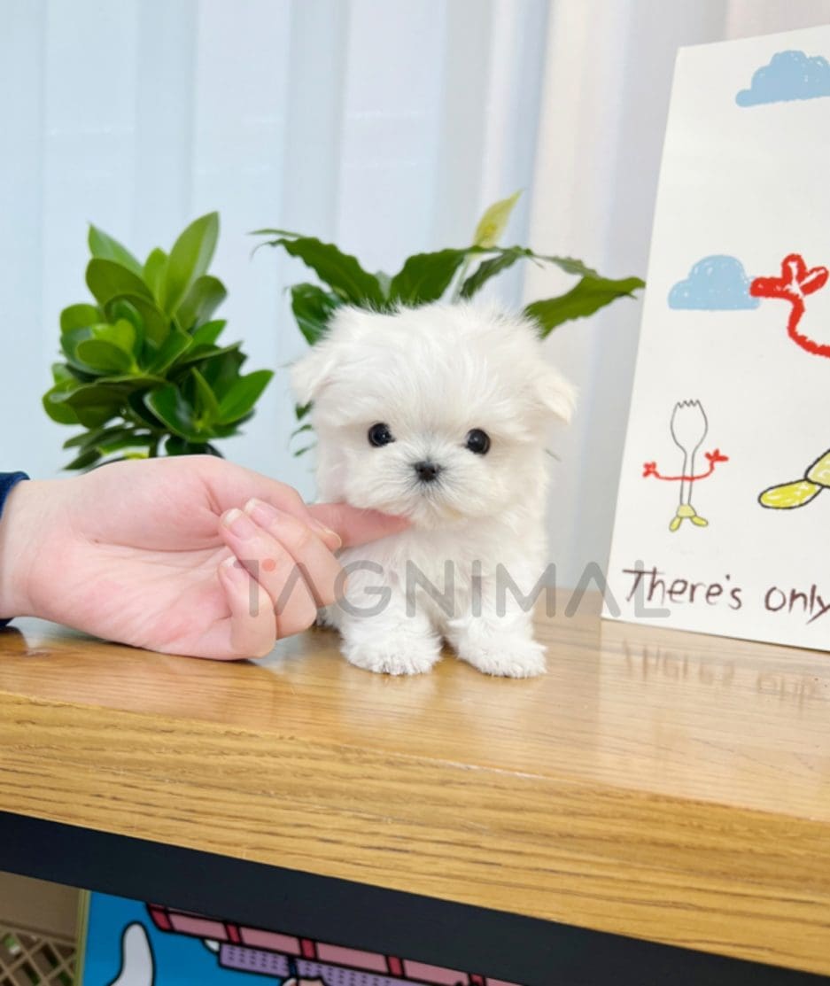 Maltese puppy for sale, dog for sale at Tagnimal 