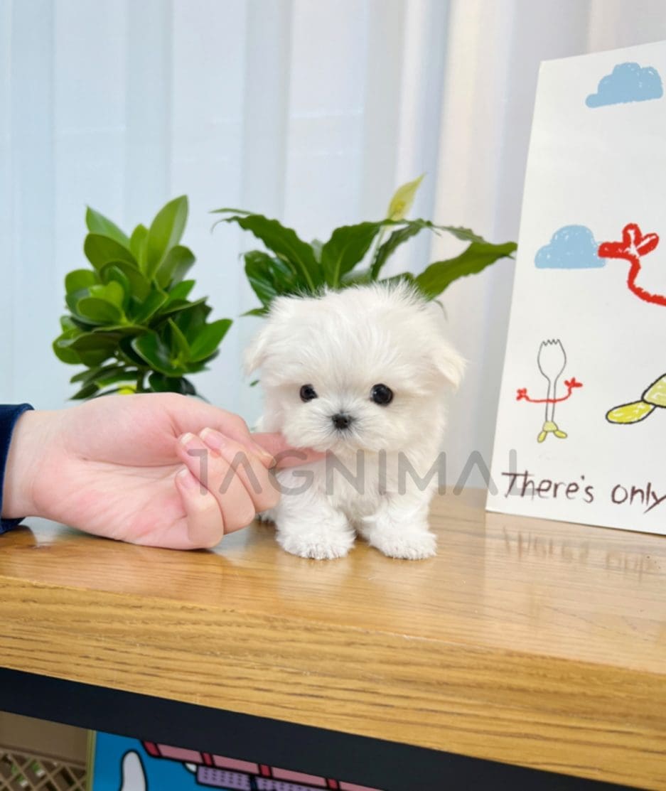 Maltese puppy for sale, dog for sale at Tagnimal 