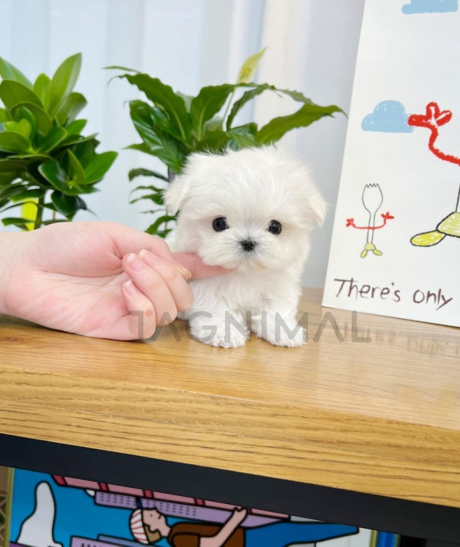 Maltese puppy for sale, dog for sale at Tagnimal 