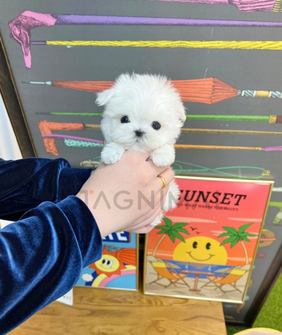 Maltese puppy for sale, dog for sale at Tagnimal 