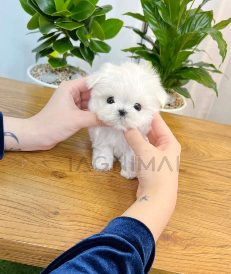 Maltese puppy for sale, dog for sale at Tagnimal 