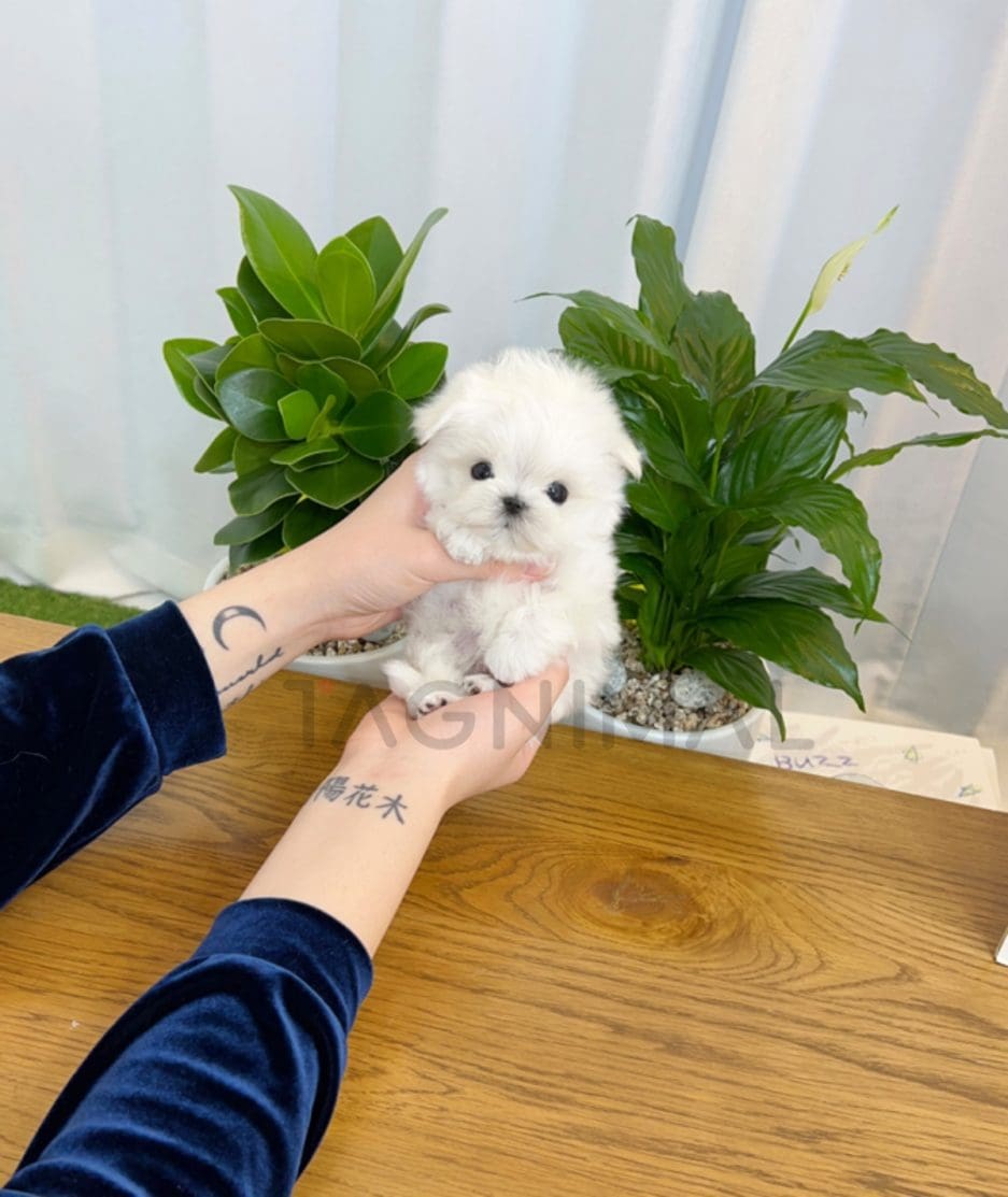 Maltese puppy for sale, dog for sale at Tagnimal 