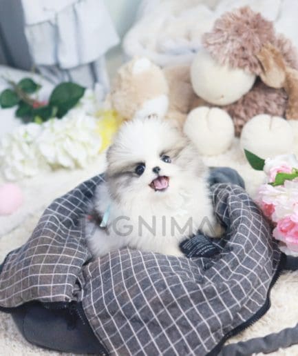 Pomeranian puppy for sale, dog for sale at Tagnimal 