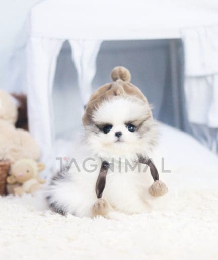 Pomeranian puppy for sale, dog for sale at Tagnimal 