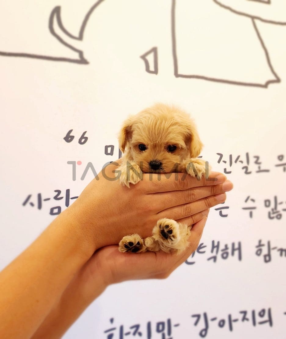 Maltipoo puppy for sale, dog for sale at Tagnimal