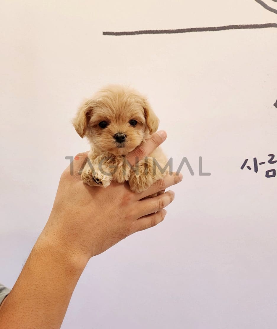 Maltipoo puppy for sale, dog for sale at Tagnimal