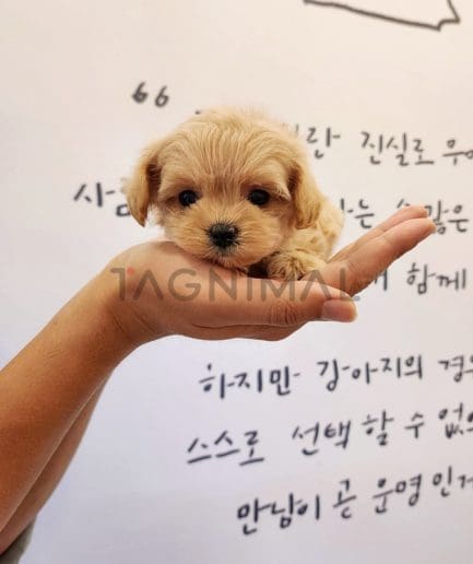 Maltipoo puppy for sale, dog for sale at Tagnimal