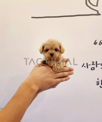 Maltipoo puppy for sale, dog for sale at Tagnimal